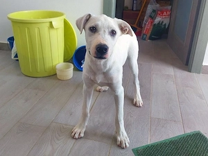 Artemis sucht sein Zuhause (noch auf Sardinien)
