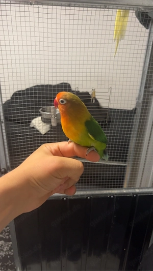 pfirsich köpchen 
