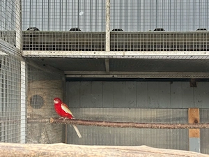 Rosella verschiedene Farben