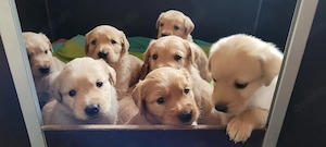 Golden Retriever-Labrador Welpen 
