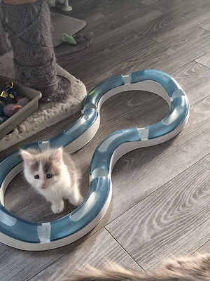 Junger Katzen Mann 