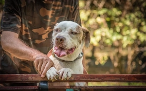 Wanderpokal Torgan möchte endlich ankommen. Adopt, don t shop.