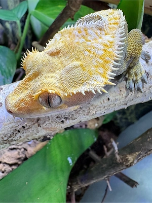 Kronengecko Männchen, Harlekin, Platz vor Preis, Correlophus ciliatus