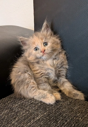 Maine Coon Mädchen 