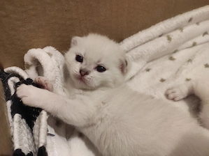 bkh Kitten 