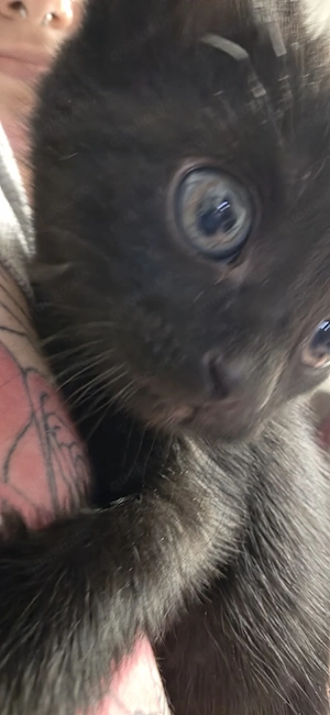 Junger Kater sucht neues Zuhause 