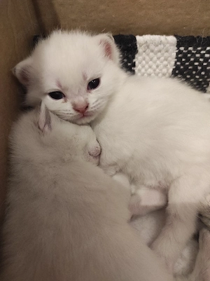 BKH Kitten 