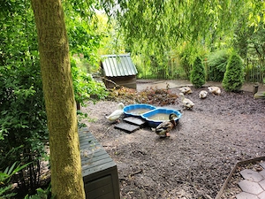 Junge Enten - Silver Appleyard
