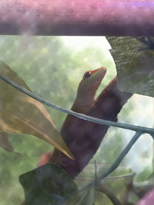 Phelsuma grandis, madagaskar taggecko