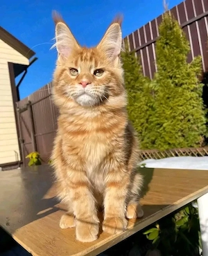 Entzückende reinrassige Maine-Coon-Kätzchen