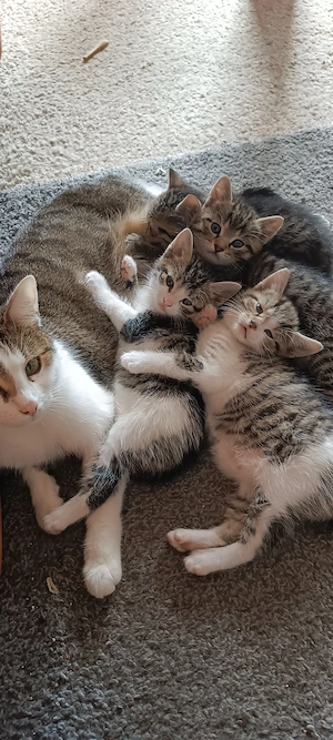 4 Katzenbabys ab dem 10.07. abzugeben.