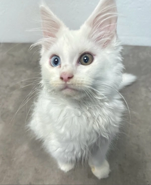 5 Reinrassige Main coon Kitten