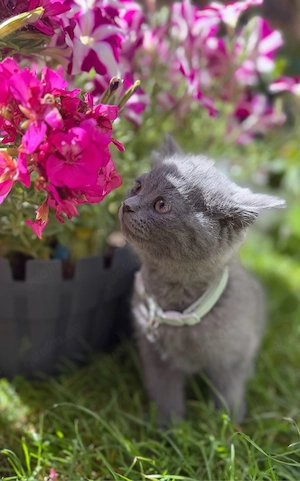 Kitten BKH