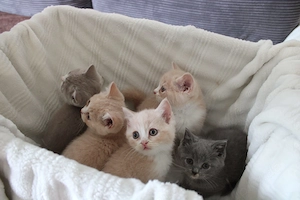 bkh kitten in tollen Farben 