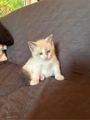 Siam-mix Kitten 