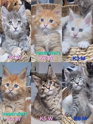 XXL Reinrassige Maine-Coon Kitten Mädchen Katerchen mit Stammbaum