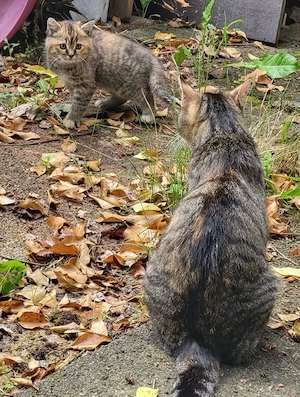 katzenBabys ab 7.6 abzugeben