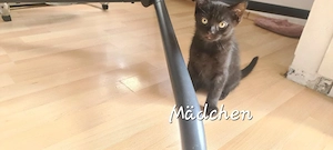 BKH Kätzchen 