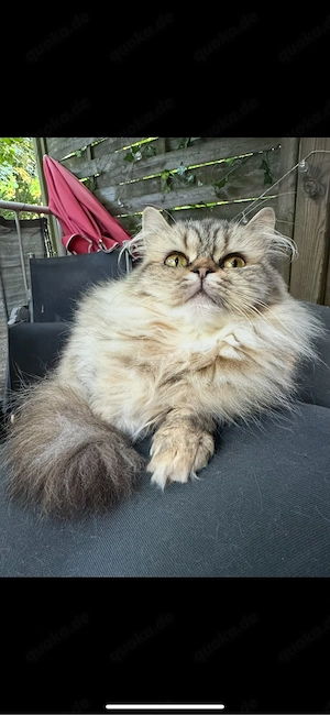 langhaar perserkatze