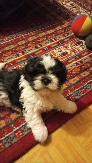 Shih Tzu   Havaneser Mischlinge Babys