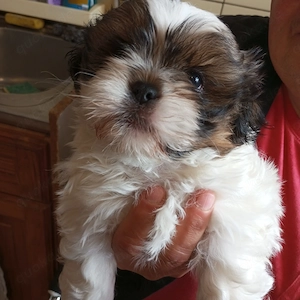 Shih Tzu   Havaneser Mischlinge Babys