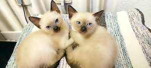 Siam kitten Reinrassige  Bild 9