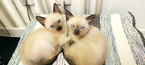 Siam kitten Reinrassige  Bild 10