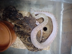 Pituophis c. Sayi  Bullennatter 
