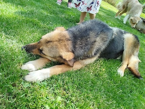 Schäferhund Mischling 