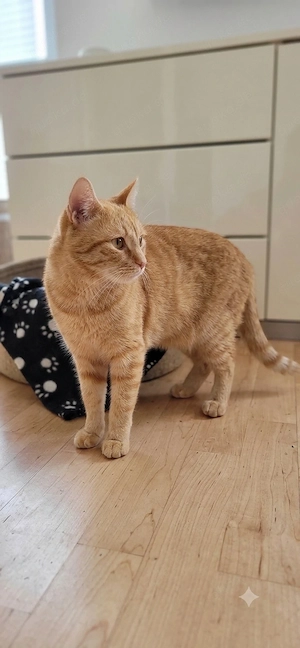 Verschmuster Kater sucht ein tolles Zuhause