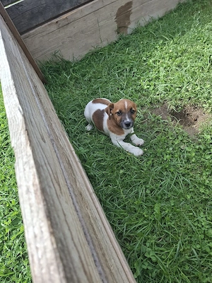Jack Russell Welpen 