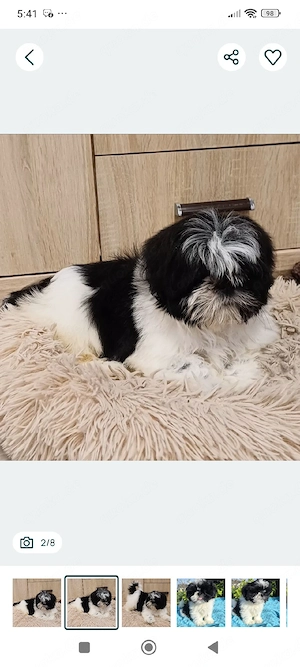 Welpen Reinrassige shih tzu 
