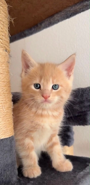 Maine Coon Europäisch Kurzhaar Mixkitten