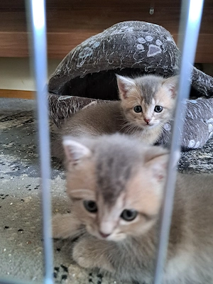 verkaufe britisch kurzhaar kitten 