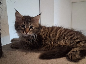 Grosse Maine Coon Kitten