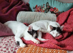 Süßes Katzenpärchen sucht seine Menschen mit Garten und Katzenklappe