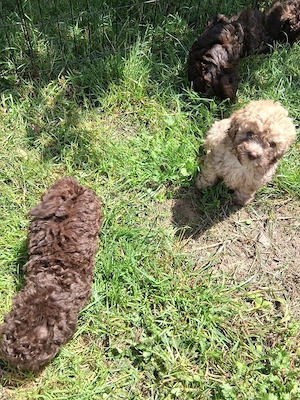 Maltipoo-Welpen suchen jetzt ihr zuhause