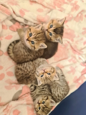Bkh Kitten