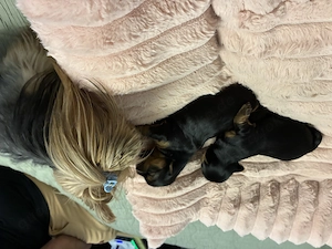 Mini-Yorkie-Mädchen