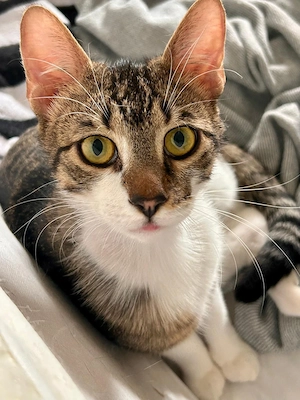 Pandi   verschmuster junger Kater sucht Zuhause 