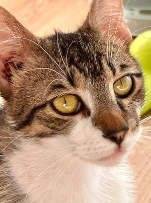 Pandi   verschmuster junger Kater sucht Zuhause 