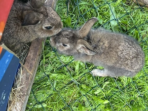 Zwergkaninchen Männchen 