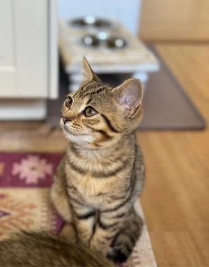 Luna sucht ein Für-Immer-Zuhause (BengalMix)   abgabebereit