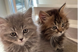 Britisch Kurzhaar Langhaar Kitten