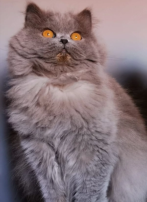 Wunderschöne BLH Katze ein Jahr alt in liebevolle Hände abzugeben 