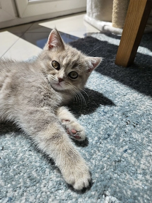 Bkh kitten 