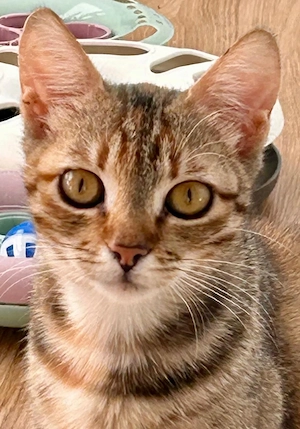 Rubi   verschmustes Kitten sucht Zuhause 