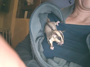 Sugar Glider Paar 16 Monate alt