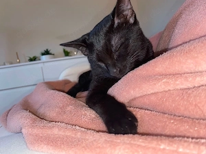 Katze zu Verkaufen
