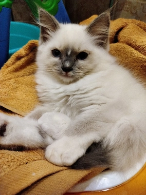 Nur noch 1 Ragdoll Kitten Mädchen 